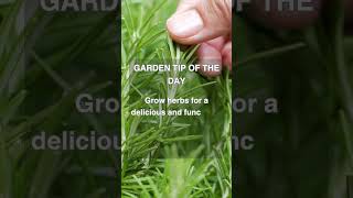 Growing a Flavorful Garden: Expert Tip for Beginners  #gardening