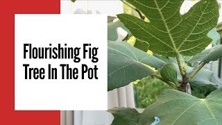 How To Make Your Fig Tree Make More Figs In The Pot