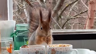 Бусинка зашла в гости пообедать 🏡🐾😋🌰🐿❤🤗💕 #белка #белочка #squirrel