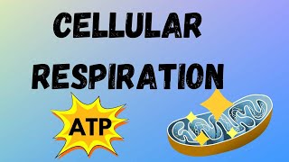 Cellular Respiration Explained | How Plants and Animals Get Energy!