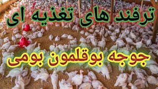 تغذیه جوجه بوقلمون  محلی , پرورش جوجه بوقلمون  محلی