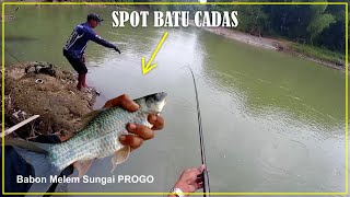 Nutul Melem/Nilem Di antara Batu Cadas ✅ Sarangnya Melem Babon