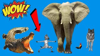 Pet sounds | Cow, duck, elephant, zebra, sheep, geese, tiger, leopard