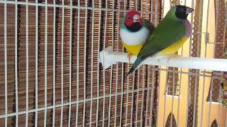 gouldian finch nest building December 03 2016