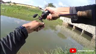 Baitfinesse Vs Tarpon dan Haruan | Tailwalk Elan MTX | Kuying Teton 3-8lb | Teaser |