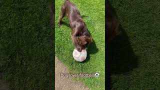 Dog loves football 🤭🐶 #dog #funny #youtubeshorts #shorts