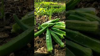 Plucked okra to make vegetable #nature #farming #okra #shorts