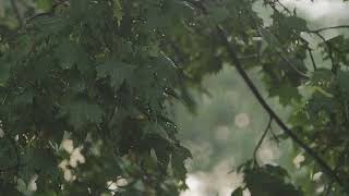 Pluie et Orage pour Dormir Profondément en moins de 5 Minutes | Rainy Night - ASMR