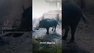 javali Macho