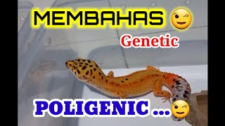 MEMBAHAS GENETIC POLYGENIC PADA LEOPARD GECKO.