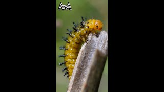 AwA Critter Clip: This is Not a Caterpillar! It's Pittosporum Beetle Larva #Shorts