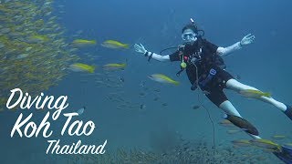 Scuba Diving on Koh Tao