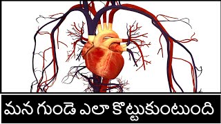 How heart works in our body | physiology heart cardiac cycle | heart attack | Telugu badi health |