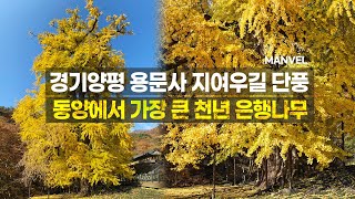 [맨블] 경기 양평 단풍여행 | 용문사 천년은행나무/상원사 지여우길 단풍숲길 (4K)