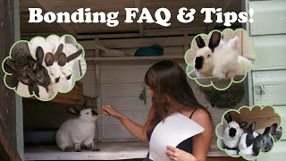 Rabbit Bonding Advice, Tips and FAQ!