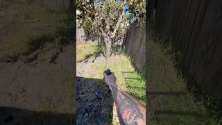 Glock 26 9mm vs Plum Tree #trending #glock26 #edc