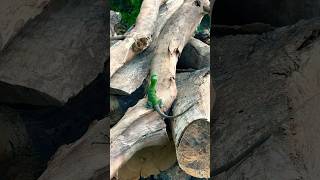 LA VERDOSA Y COCO - la iguana #shorts #short #shortvideo