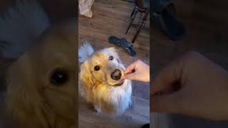 Feeding My Dog Invisible Treats Challenge