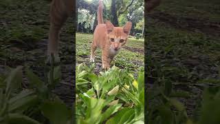 #cat #catlover #cats #catvideos #catshorts #catlovers #catholic #catvideo #catsofinstagram #anabul