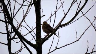 Świergotek łąkowy (Anthus pratensis)