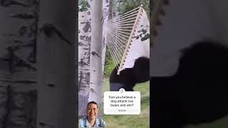 Funny Bear Moments: Bears Retreat from Dog Attack & Hilarious Hammock Climb! #animals #funny #shorts