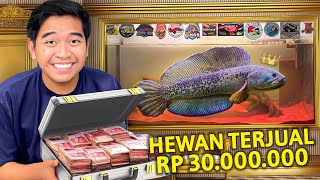 IKAN JUARA INI PERNAH AKU JUAL RP 30JUTA! KONDISINYA JADI SEMEWAH INI SEKARANG! RUMAH PENUH PREDATOR