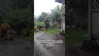 cuando llueve suavecito y no se va en  todo el día. #shortsyoutube #lluvia #lluviasuegra  #selva