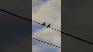 Two birds on a wire speed up|| #naoflopa #twobirds #reginaspektor #speedupsongs