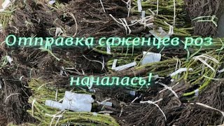 Отправка саженцев роз началась!. Питомник растений Е. Иващенко