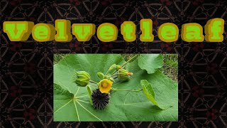 Velvetleaf/Buttonweed: invasive weed with a few good uses