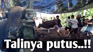 TALI IKAT SAPI SAMPAI PUTUS..!! Sholat idul Adha 2023 tpq alhidayah Beraban BALI