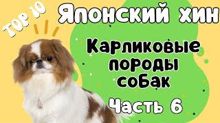 Порода ЯПОНСКИЙ ХИН! Хотите завести щенка - сначала посмотрите видео.