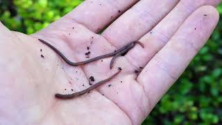 Non-native earthworms in the boreal forest by Stephen Paterson (WCS Canada Weston Fellow 2022)