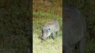 Warthog at Kruger National Park, South Africa.