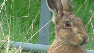 Rabbit close up