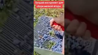 Супер-инструмент для сбора ягод: экономьте время #инструменты #сад #garden #ягоды #shorts  #plants