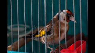 تغريد حسون راائع للتعليم - Beautiful goldfinch singing - chant de chardonneret