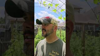 How to Identify & Take Care of Vine Borer Eggs || DHBG