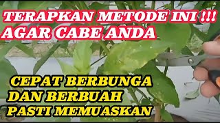 Part 11 : Perempelan Daun & Tunas Air Cabe Solusi Maksimalkan Pembuahan