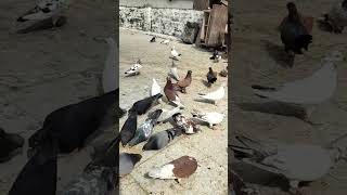 #pigeon #kabootar #kabutar #kbootar #love #birdlovers #shortvideo #ytshorts 🕊️🕊️🕊️🕊️🕊️😎🖤