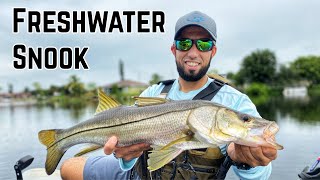 FRESHWATER Snook While Peacock Bass Fishing | Kayak Fishing in Naples Florida | Reel Fins Florida