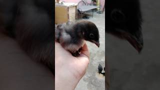 Punjab's Adorable Baby Chick - You Have To See! #beattrack #birds #track #chicks #pets#aseelmurga