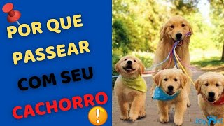 Por que passear com seu cachorro é importante 🐾🐕‍🦺🐩