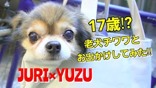 【チワワ】老犬チワワ ゆずくんと住吉大社に行ってみた!!