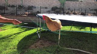 Funny Animals Slacklining - Pet Chicken On The Slackline