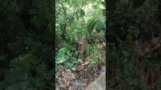 Baby #deer on a September rainy morning near my house #babydeer #deers #camera #naturelovers