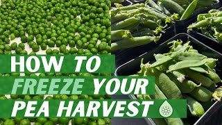 HOW TO FREEZE YOUR PEA HARVEST // How to Blanch Peas and Preserve Vegetables in Freezer Bags