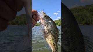 Crappie Loves Bright Colors #fishing #fish #viral #shorts