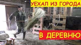 Уехал из города купил коров и не жалею!