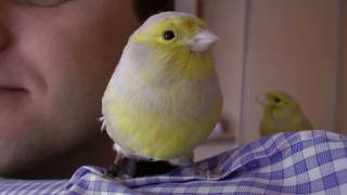 Tame canary